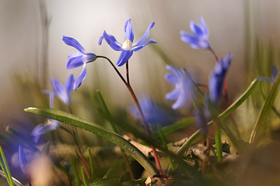 BUITEN BEELD Foto: 57305