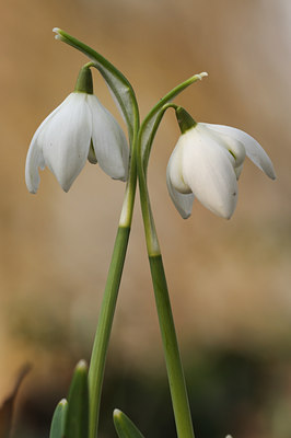 BUITEN BEELD Foto: 57313