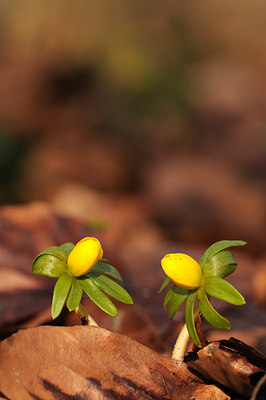 BUITEN BEELD Foto: 57316