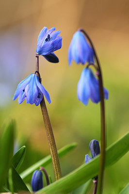 BUITEN BEELD Foto: 57317