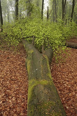 BUITEN BEELD Foto: 57330