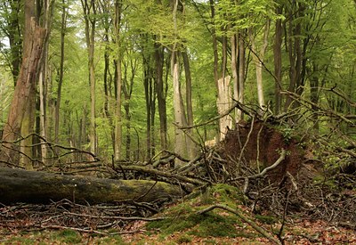 BUITEN BEELD Foto: 57338
