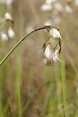 BUITEN BEELD Foto: 57345