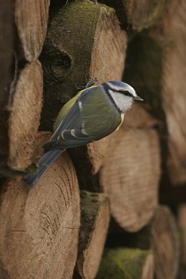 BUITEN BEELD Foto: 57349