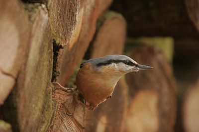 BUITEN BEELD Foto: 57351