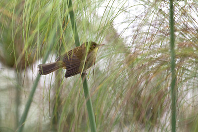 BUITEN BEELD Foto: 57362