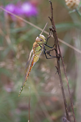 BUITEN BEELD Foto: 57373