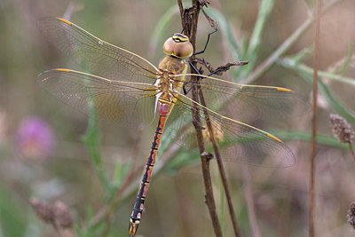 BUITEN BEELD Foto: 57375