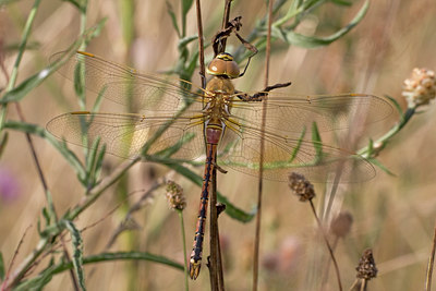 BUITEN BEELD Foto: 57377