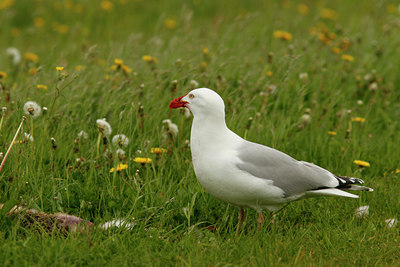 BUITEN BEELD Foto: 57387