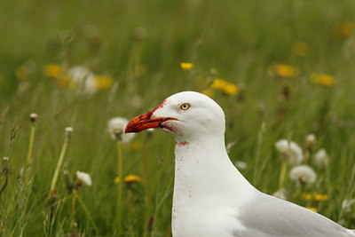 BUITEN BEELD Foto: 57389