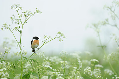BUITEN BEELD Foto: 57400