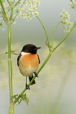 BUITEN BEELD Foto: 57402
