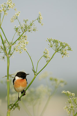 BUITEN BEELD Foto: 57403