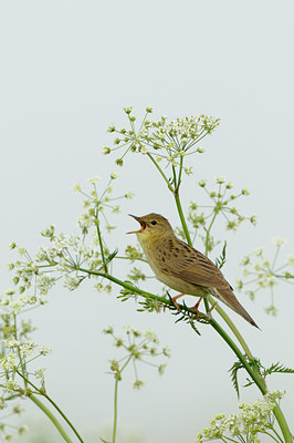 BUITEN BEELD Foto: 57405