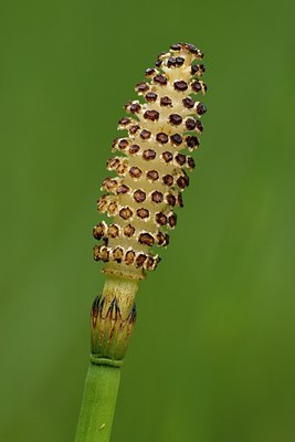 BUITEN BEELD Foto: 57419