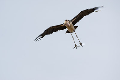BUITEN BEELD Foto: 57452