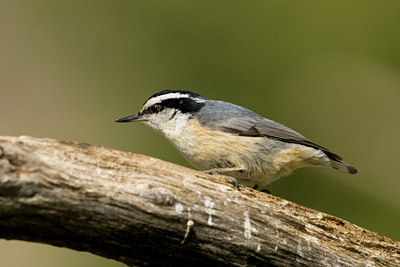 BUITEN BEELD Foto: 57505