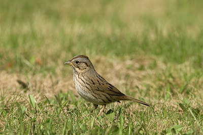 BUITEN BEELD Foto: 57508