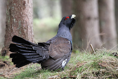 BUITEN BEELD Foto: 57515