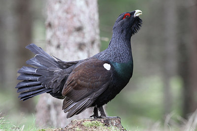 BUITEN BEELD Foto: 57523