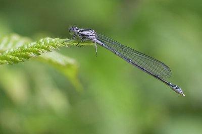 BUITEN BEELD Foto: 57524