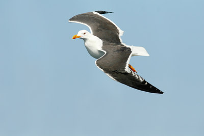BUITEN BEELD Foto: 57559