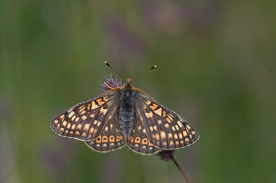 BUITEN BEELD Foto: 57606