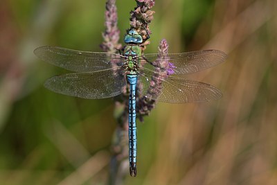 BUITEN BEELD Foto: 57615