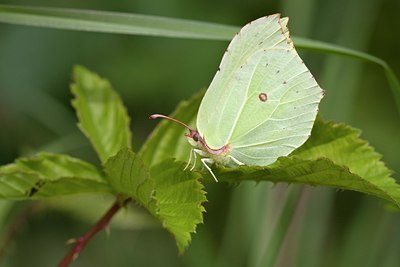 BUITEN BEELD Foto: 57616