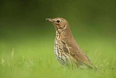 BUITEN BEELD Foto: 57639