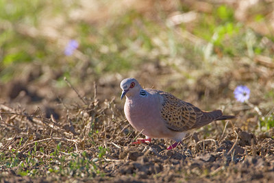 BUITEN BEELD Foto: 57642