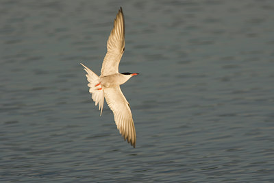 BUITEN BEELD Foto: 57647