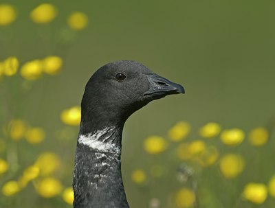 BUITEN BEELD Foto: 57649