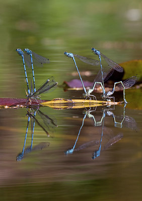 BUITEN BEELD Foto: 57659