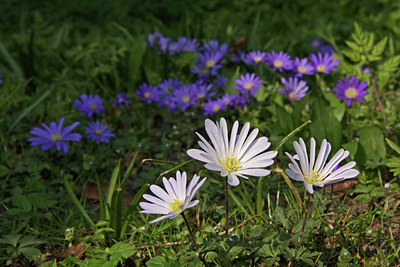 BUITEN BEELD Foto: 57674