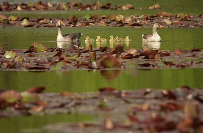 BUITEN BEELD Foto: 57683