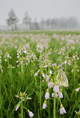 BUITEN BEELD Foto: 57732