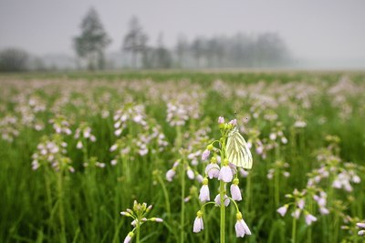 BUITEN BEELD Foto: 57734