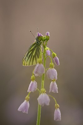 BUITEN BEELD Foto: 57735