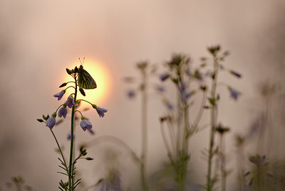 BUITEN BEELD Foto: 57736