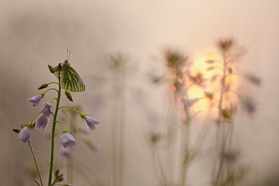 BUITEN BEELD Foto: 57737