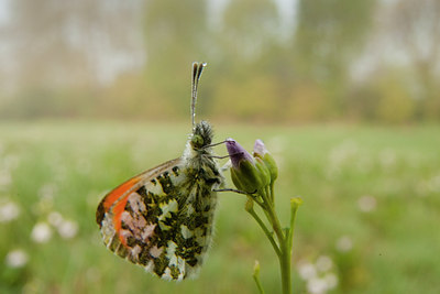 BUITEN BEELD Foto: 57745