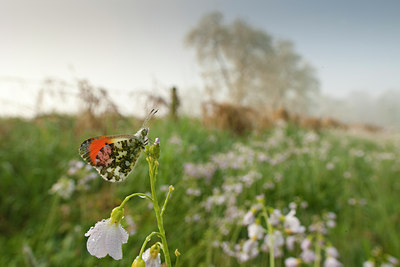 BUITEN BEELD Foto: 57746