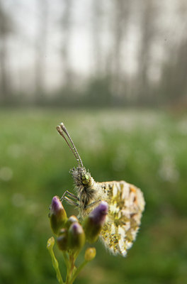BUITEN BEELD Foto: 57748