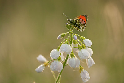 BUITEN BEELD Foto: 57749