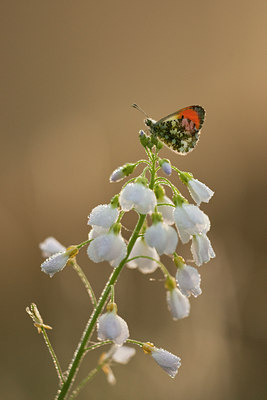 BUITEN BEELD Foto: 57750