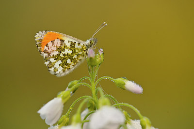 BUITEN BEELD Foto: 57751