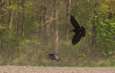 BUITEN BEELD Foto: 57773