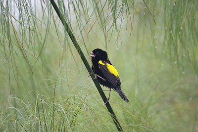 BUITEN BEELD Foto: 57801